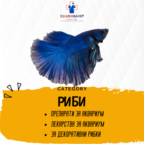 Риби